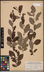 Salix aurita L. x Salix silesiaca Willd.